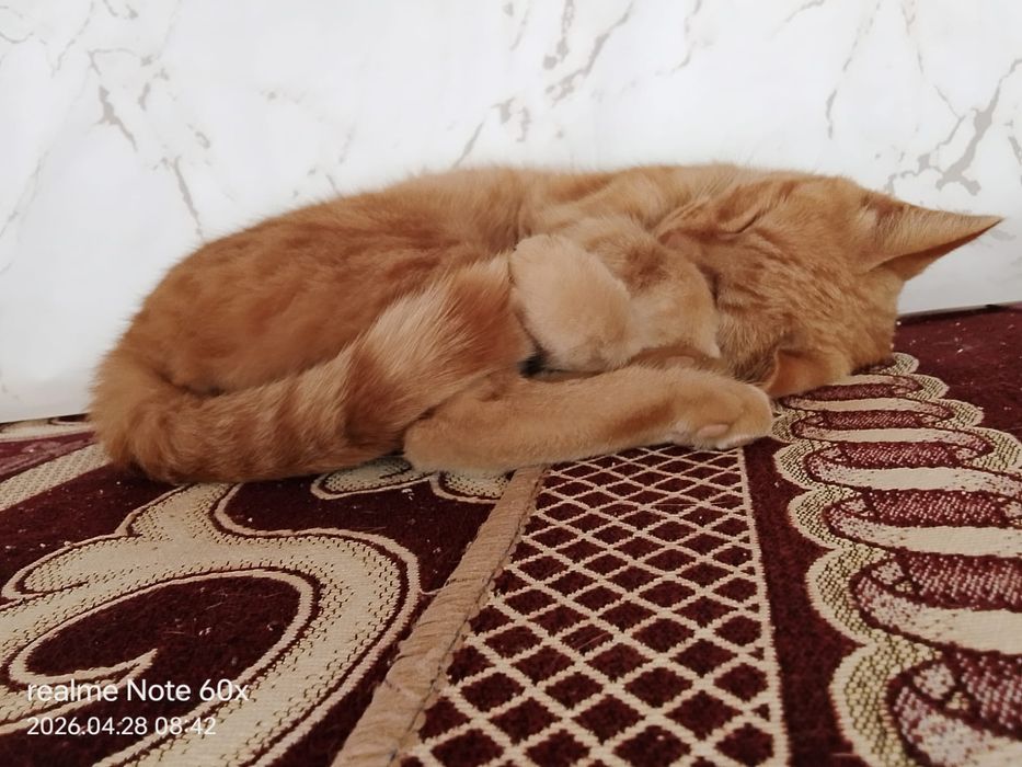Кошка домашняя хорошая