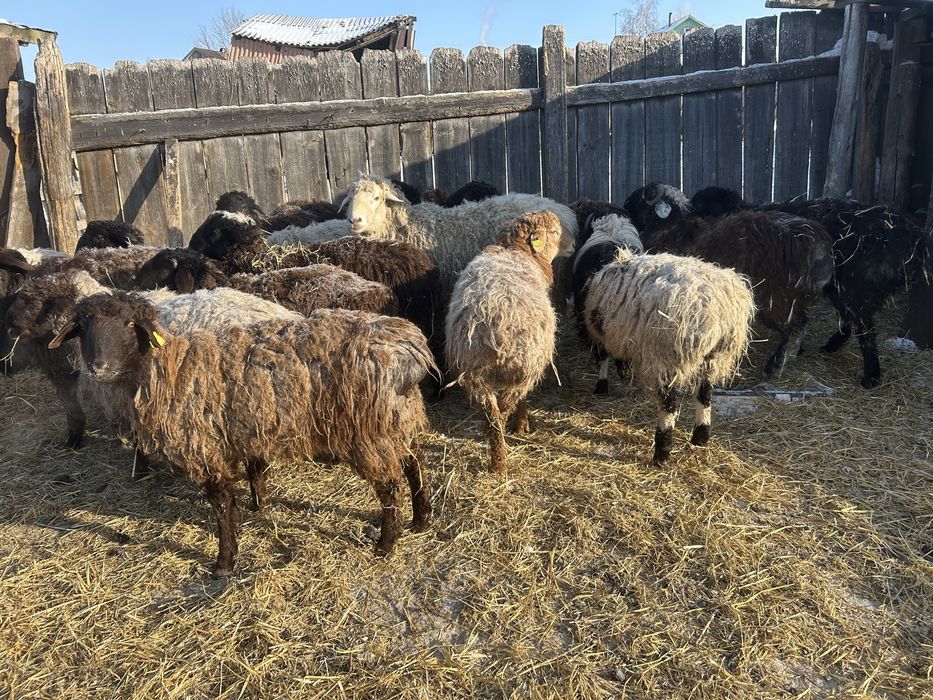 Продам, курдючных овец