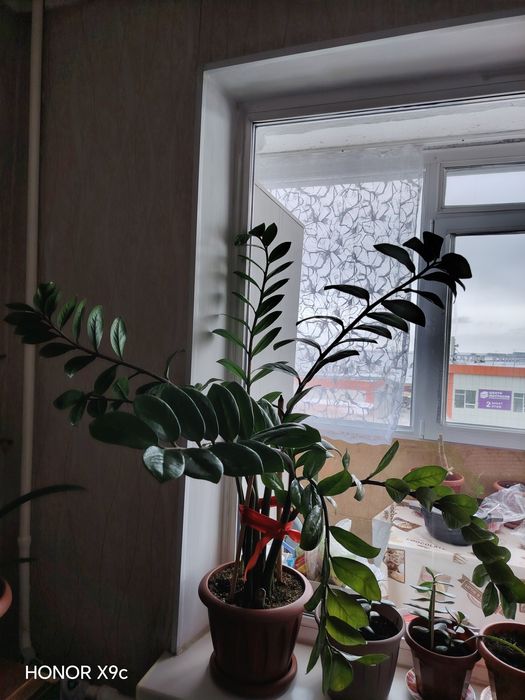 Продам замиокулькас (долларовое дерево)