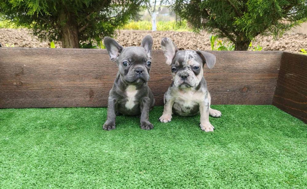 Френски булдог - мъжки