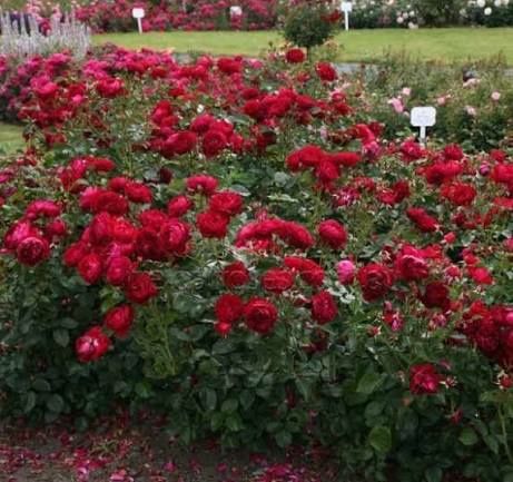 Vand puieti de trandafiri altoit i cataratori și normali la ghiveci