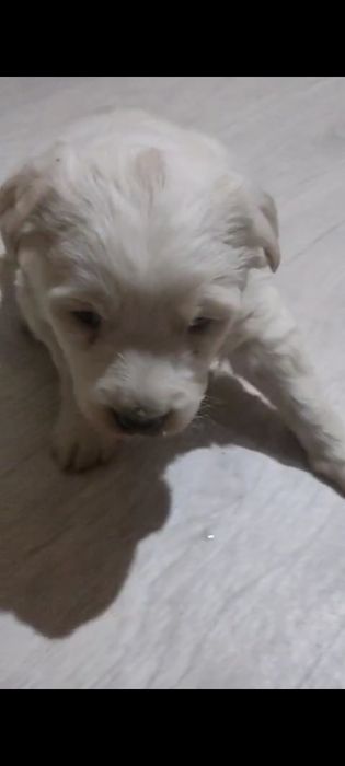 Щенки злые месяц от роду