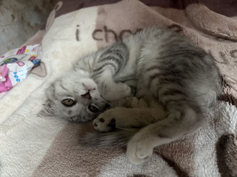 Котёнок в хороший руки