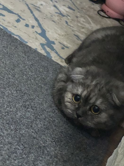 Scottish Fold mushukcha
