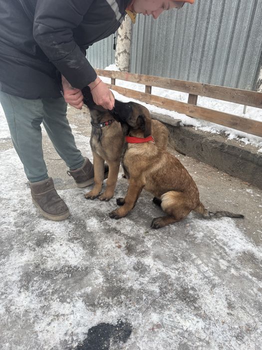 Малинуа , бельгийская овчарка