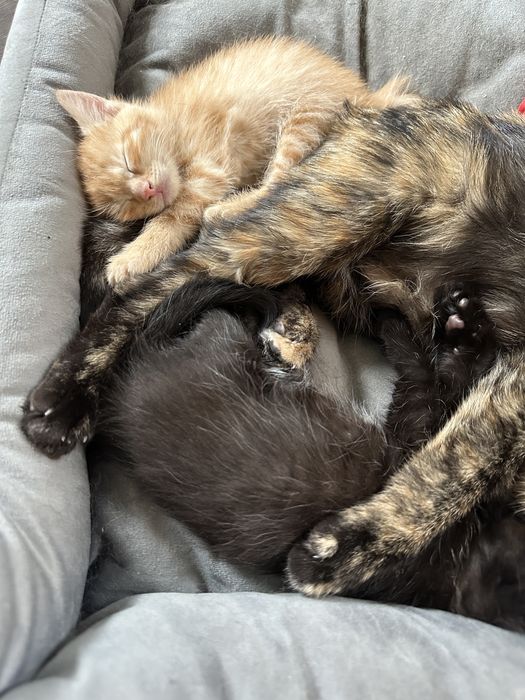 Котята , мама крысоловка