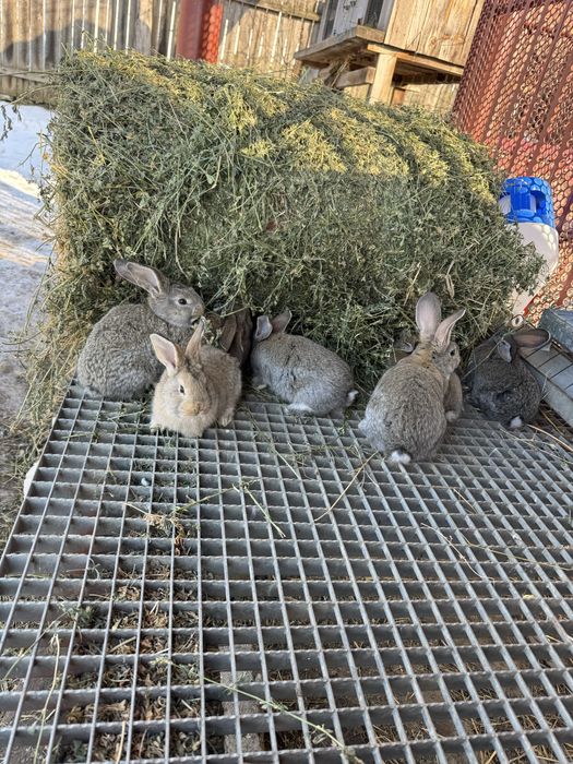 Vand iepurasi urias german