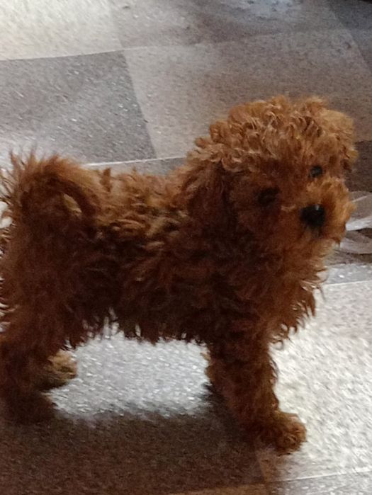 Пудел той уникално