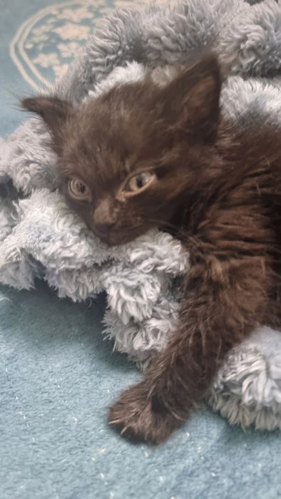 Отдам котят в добрые руки