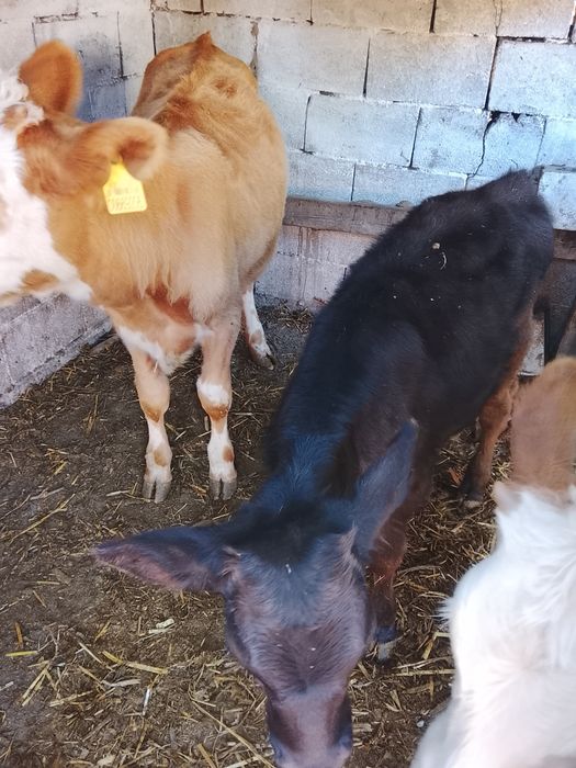 Продам тёлочек стельная ручная.