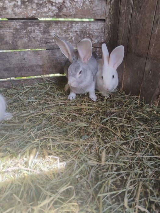 Vand pui de iepuri românești