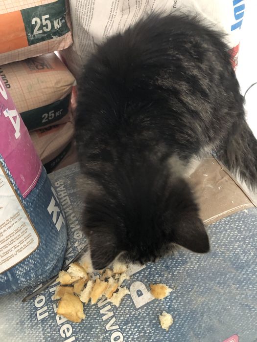 Домашний кот