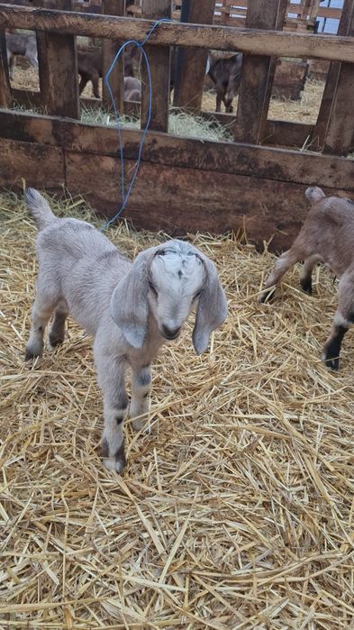 IEZI  ANGLONUBIAN ,metiss saanen cu anglonubian