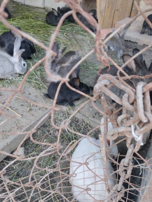 Кролик қояндар с