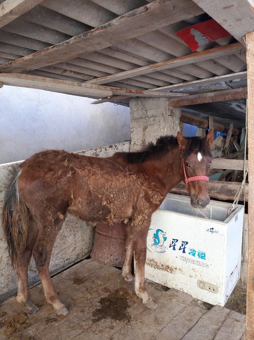 Жабағлы    сатылады