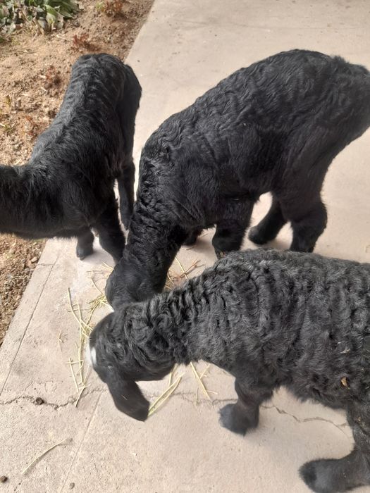 Qozichoqlar sotiladi