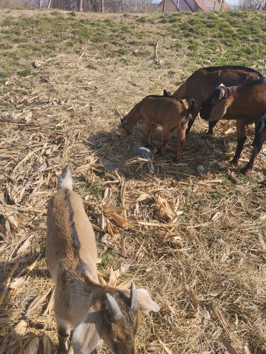 Țap de vînzare și o capra