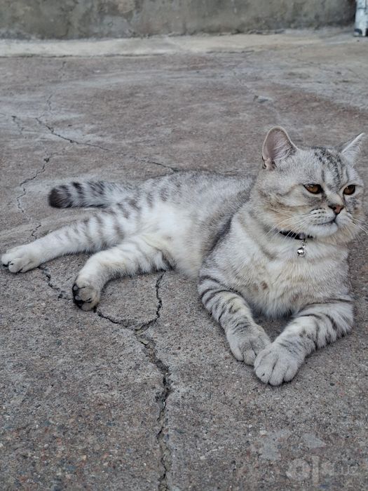 Mushuk 11oyli sinshella