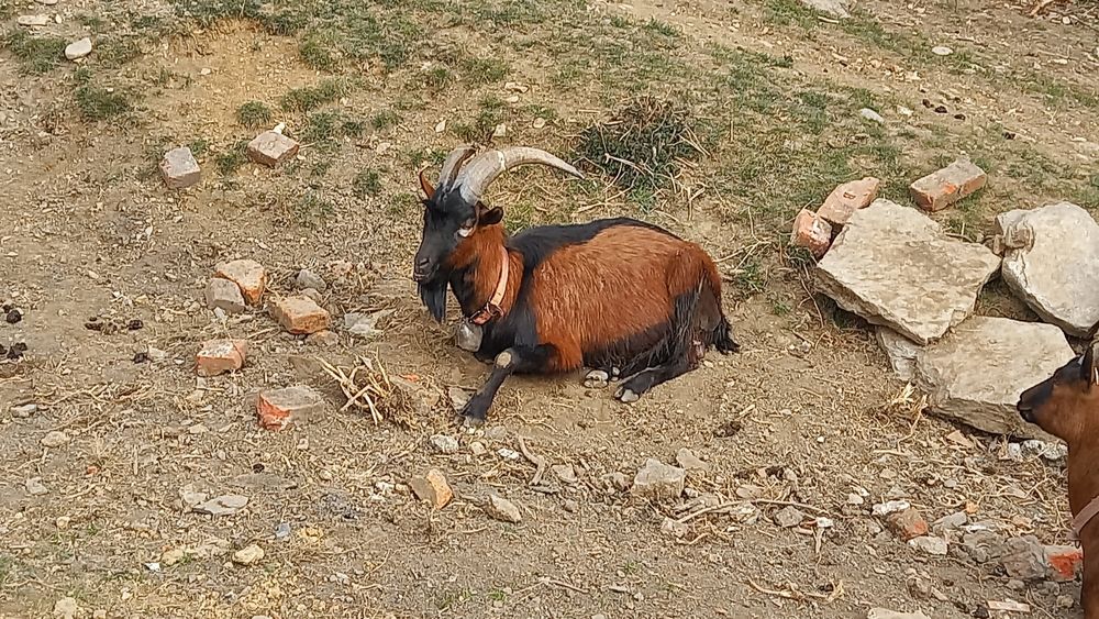 Vând țap alpin cu pedegree!