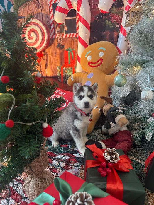 Голубоглазые мальчики хаски