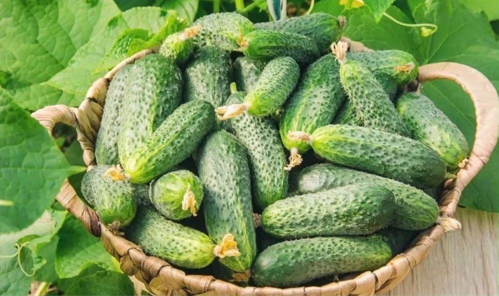 Продам домашние помидоры и огурцы