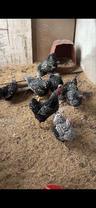 Wyandot silver karlik