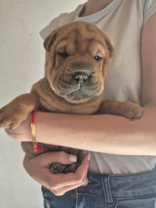 Shar pei drăgălași