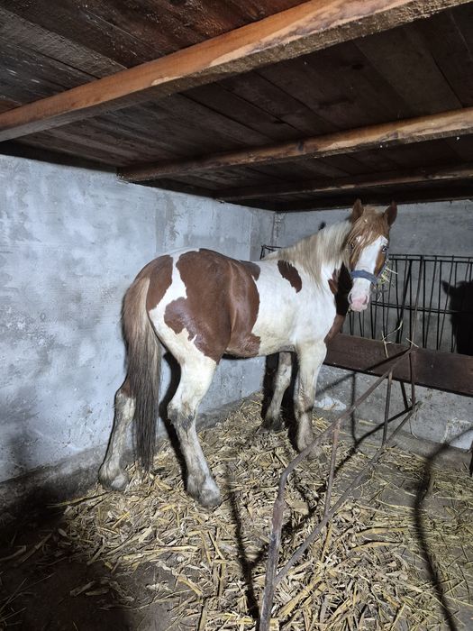 Vand  armasar  pinto perfect pentru echitatie si atelaj