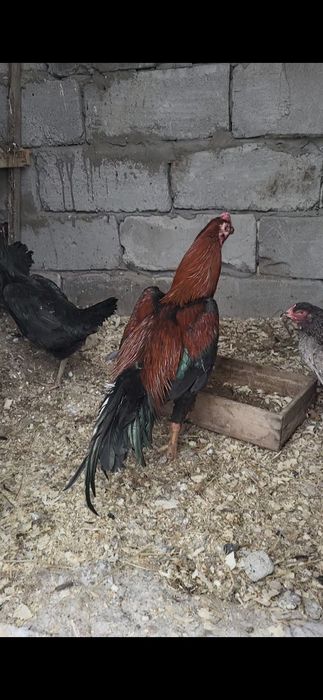 Продам бойцовского петуха
