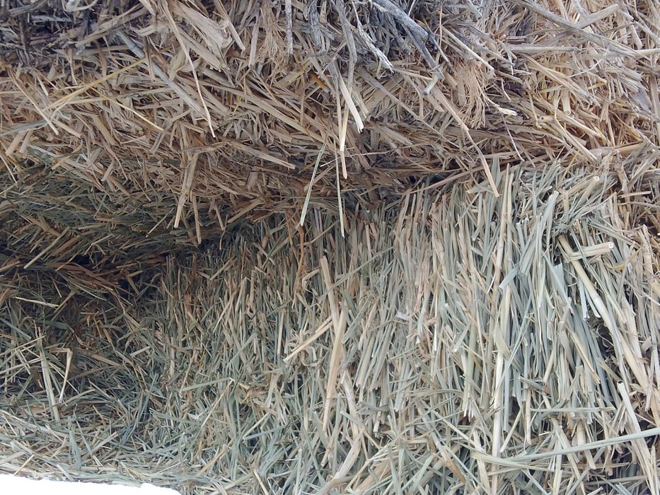 Сабан шөп 1100 сатылады