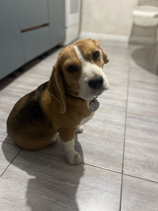 Продается Бигль.