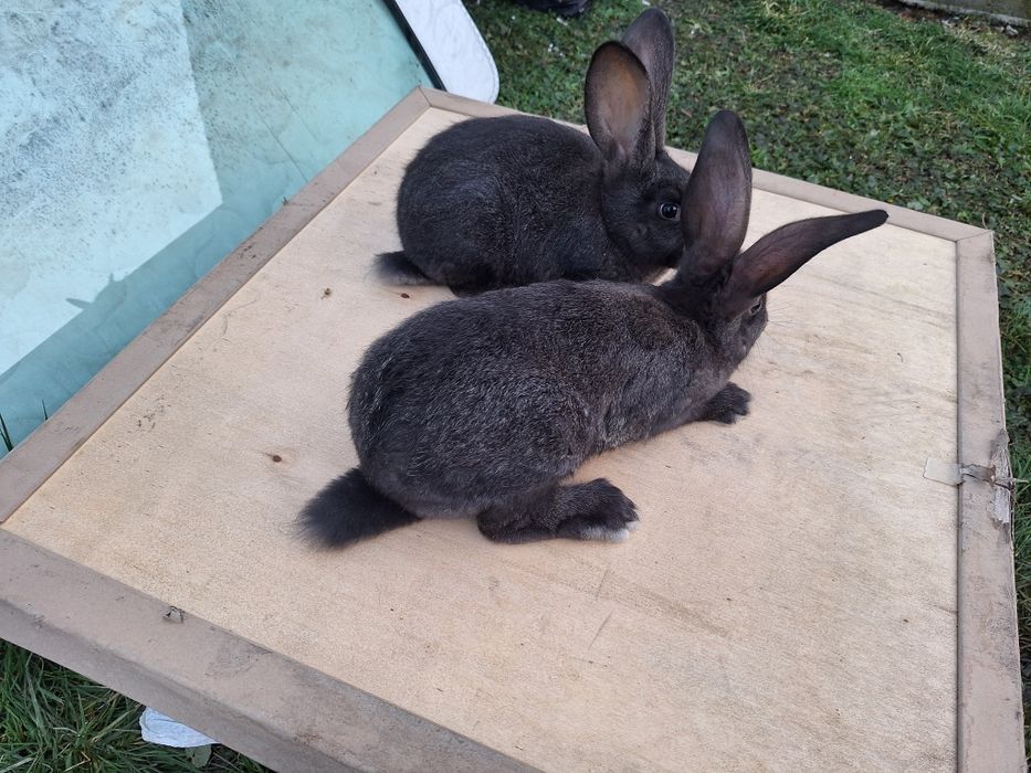 Iepurasi de companie