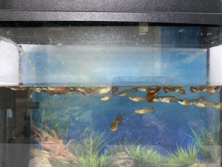 Продам аквариум с рыбками.