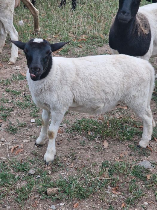 Carne miel rasa Dorper