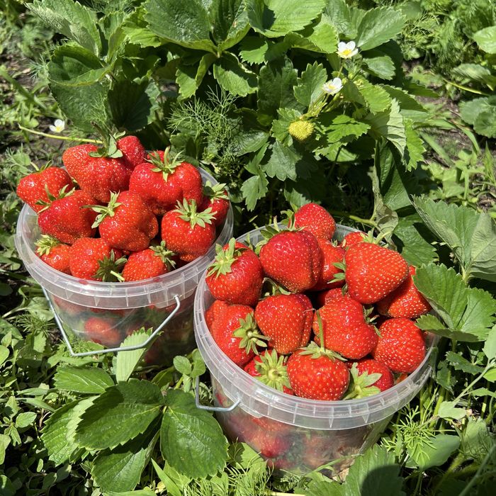 Дачная клубника достака беспланая Астана