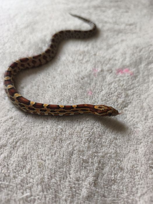 Продам маисового полоза