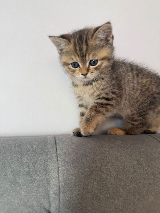 Zotli mushuk bolalari sotiladi. 2 oylik.