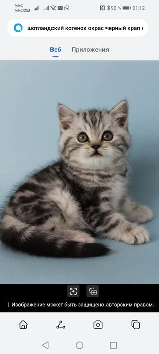 Продам шотландских котят