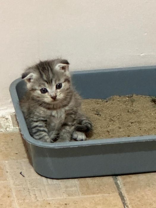 Отдам Котят  Девочки