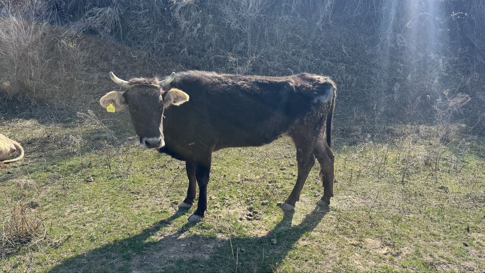 Сиыр сатылады, Продается корова