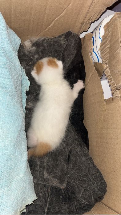 Котенок срочно отдадим остался без мамы