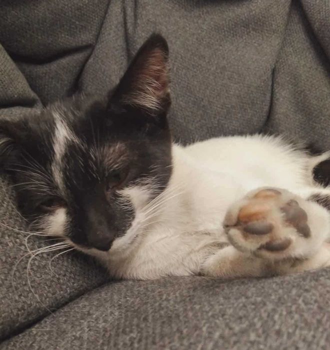 Коте Марс търси дом