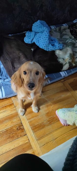 Собака в добрые руки