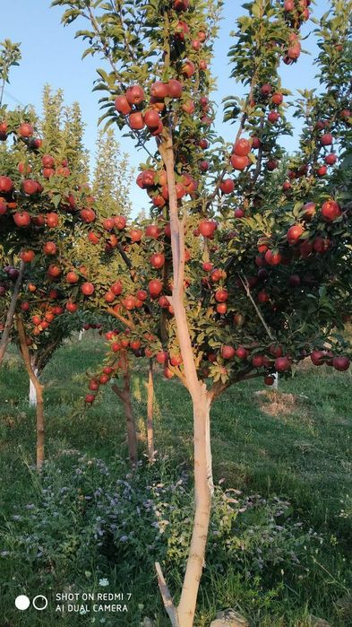 Garantiyali karlek va polekarlek kuchatlar