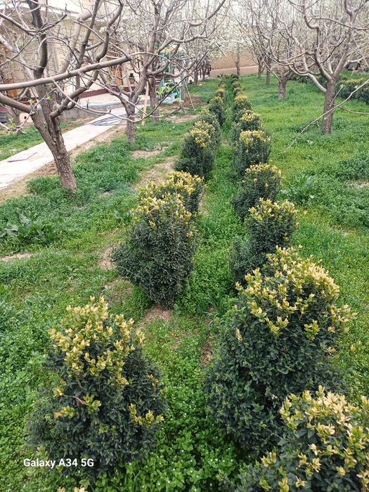 Шамшод, шамсид сотилади