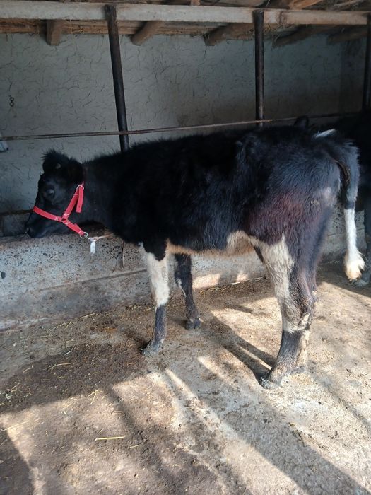 Таналар сотилади