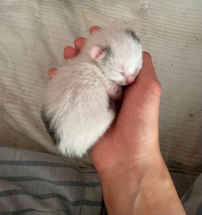 Отдам кошку с котятами