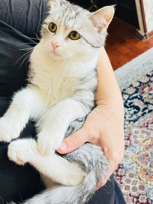 Британский и трёхцветный смешанная