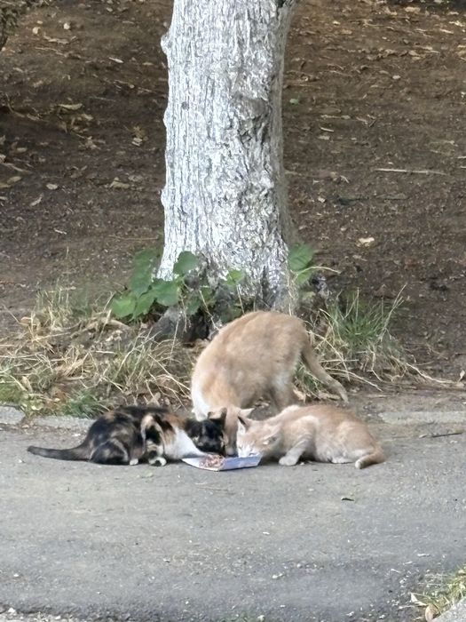 pui de pisica fara casa