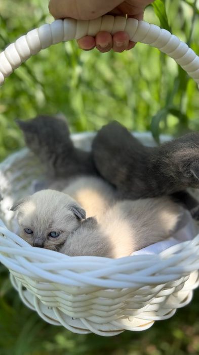 Мушуклар сотилади